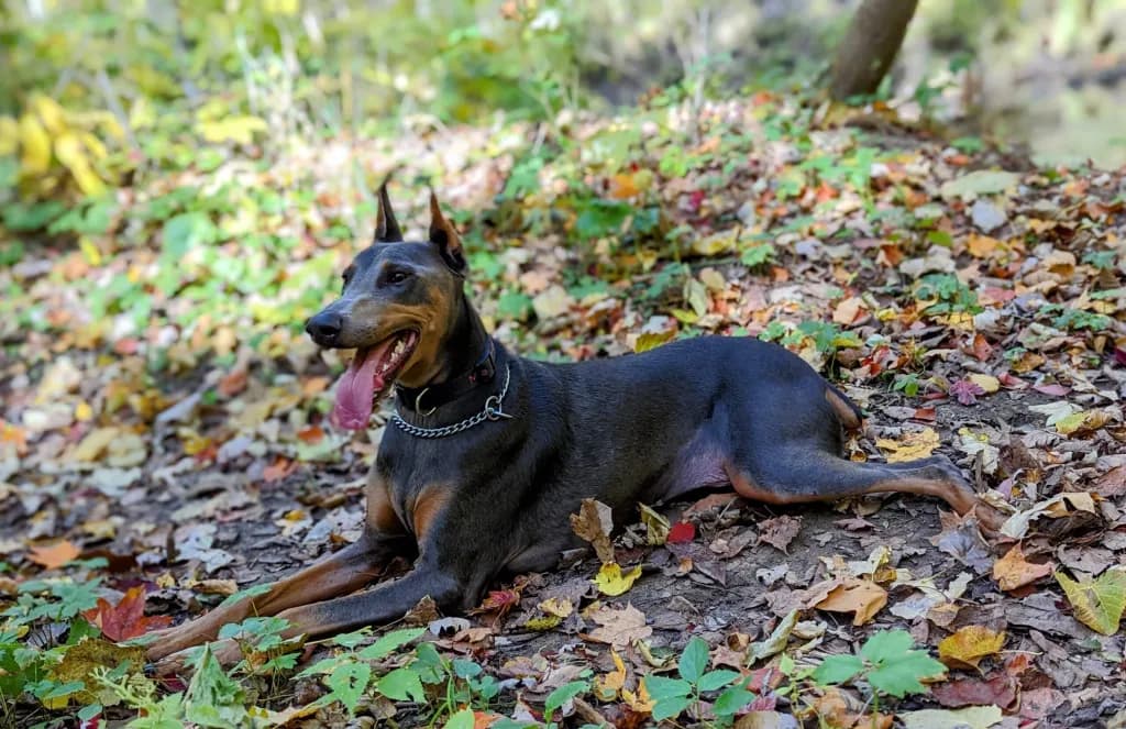 CBD for Pets: How It Can Help with Common Ailments in Animals - CBD education article by CJ's Medicine Cabinet