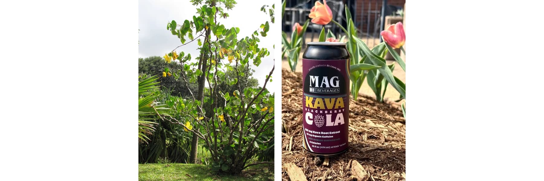 What Is Kava? The Complete Guide to Kava Seltzers, Effects, and Safety - CBD education article by CJ's Medicine Cabinet